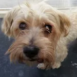 Znaleziono psa, Gdańsk, 30 lipca 2025