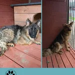 Znaleziono psa, Dąbrówka, 27 lipca 2025