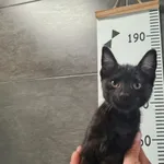 Przyjęty: 2025-07-31 Gmina: Zator Płeć: Kotka Opis: europejska, czarne