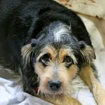 Znaleziono psa, Wałbrzych, 15 lutego 2026