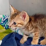 KOTKA PRZYWIEZIONA Z INTERWENCJI 30-07-2025