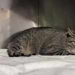 Kot do adopcji, Włocławek, 31 lipca 2025