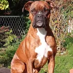 Zaginął pies, Kozienice, 1 sierpnia 2025