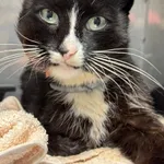 KOT Z INTERWECJI Z DNIA 30-07-2025