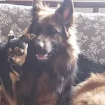 Zaginął pies, Łódź, 1 sierpnia 2025