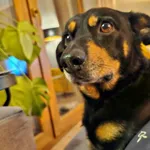 Zaginął pies, Łódź, 1 sierpnia 2025