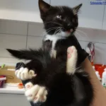 Kot do adopcji, Szczecin, 31 lipca 2025