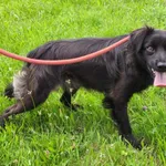 Pies do adopcji, Ropczyce, 31 lipca 2025