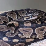 Znaleziono zwierzę, Lublin, 26 lipca 2025