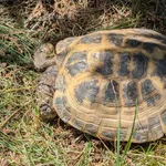 Znaleziono zwierzę, Lublin, 29 czerwca 2025