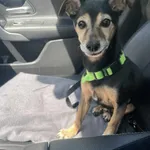 Zaginął pies, Warszawa, 2 sierpnia 2025