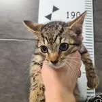 Przyjęty: 2025-07-31 Gmina: Chęciny Płeć: Kocur Opis: europejska, bure