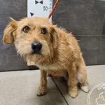 Znaleziono psa, Chełmek, 1 sierpnia 2025