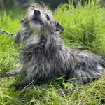 Znaleziono psa, Żywiec, 2 sierpnia 2025