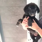 Znaleziono psa, Chełmek, 31 lipca 2025