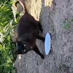 Przybłąkał sie, jest miły, daje sie głaskać.