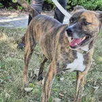 Znaleziono psa, Lublin, 31 lipca 2025