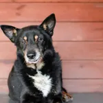 Oddam psa, Olsztyn, 2 sierpnia 2025