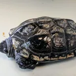 Znaleziono zwierzę, Lublin, 20 lipca 2025