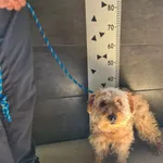 Znaleziono psa, Chełmek, 31 lipca 2025