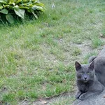 Znaleziono kota, Łódź, 3 sierpnia 2025