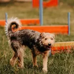 Pies do adopcji, Czartki, 3 sierpnia 2025