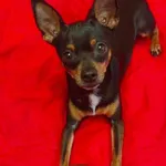 Zaginął mały pinczerek