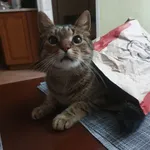 Zaginął kot, Lublin, 3 sierpnia 2025