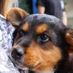 Znaleziono psa, Łódź, 2 sierpnia 2025