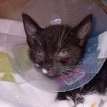 Znaleziono kota, Gdańsk, 2 sierpnia 2025