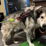 PIES ZNALEZIONY 03.08.2025