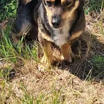 Zaginął pies, Łódź, 3 sierpnia 2025