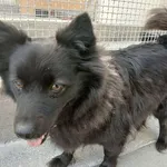 SUCZKA ZNALEZIONA 02.08.2025