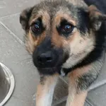 Znaleziono psa, Gdańsk, 2 sierpnia 2025