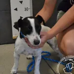 Znaleziono psa, Chełmek, 3 sierpnia 2025