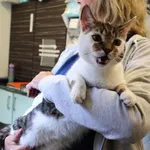 Znaleziono kota, Łódź, 3 sierpnia 2025