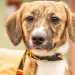 Sunia przywieziona z Rosnówka gm. Komorniki