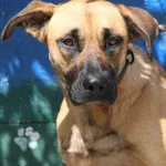 Pies do adopcji, Nowy Dwór Mazowiecki, 3 sierpnia 2025