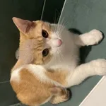 Zaginął kot, Łódź, 3 sierpnia 2025