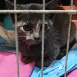 Znaleziono kota, Lublin, 3 sierpnia 2025