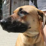 Pies do adopcji, Nowy Dwór Mazowiecki, 3 sierpnia 2025