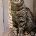 Kot do adopcji, Włocławek, 3 sierpnia 2025