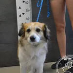 Znaleziono psa, Chełmek, 2 sierpnia 2025