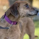 Pies do adopcji, Kraków, 20 lipca 2025