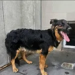 Znaleziono psa, Grudziądz, 3 sierpnia 2025