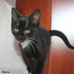 Kot do adopcji, Nowy Dwór Mazowiecki, 4 sierpnia 2025