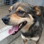 PIES ZNALEZIONY   03.08.2025