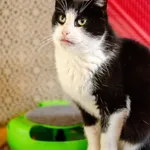 Oddam kota, Olsztyn, 5 sierpnia 2025