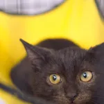 Znaleziono kota, Sosnowiec, 31 lipca 2025