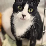 Znaleziono kota, Szczecin, 5 sierpnia 2025